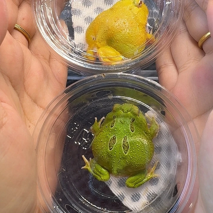 被***杀角蛙蛋黄 宇治两只蛙蛙