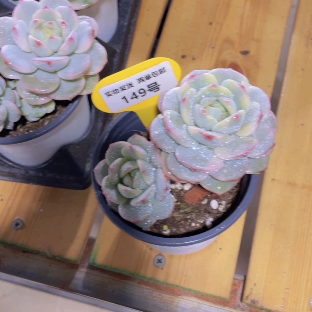 149号 飘枝香草锦