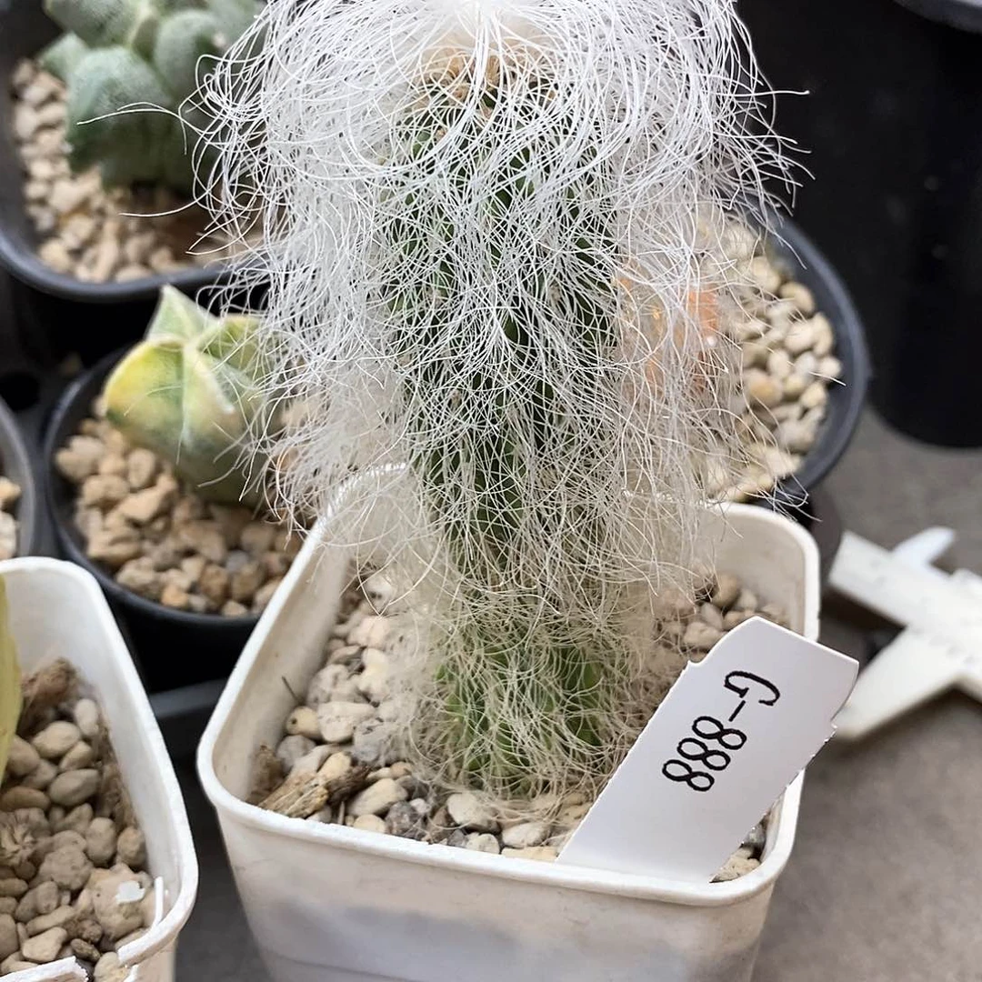 饕***pG888花油专拍仙人球开花