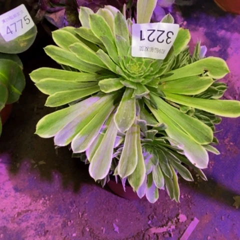 碧浪多肉植物3221