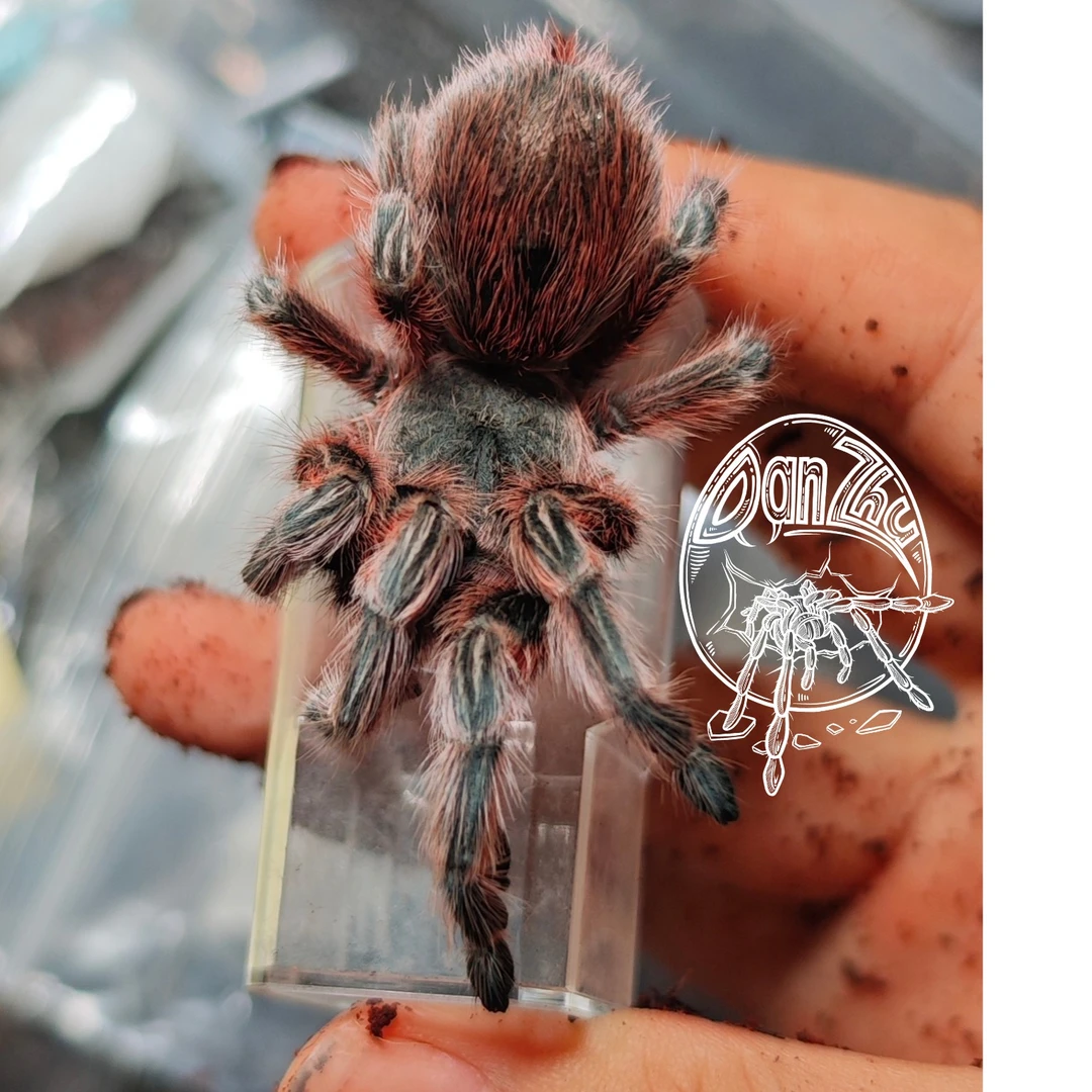 【玫瑰斑马脚】Grammostola concepcion