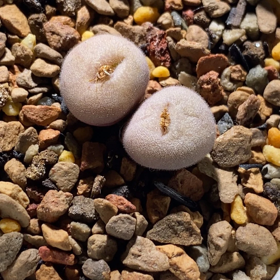 大型Ｄ毛球大型Ｄ毛球