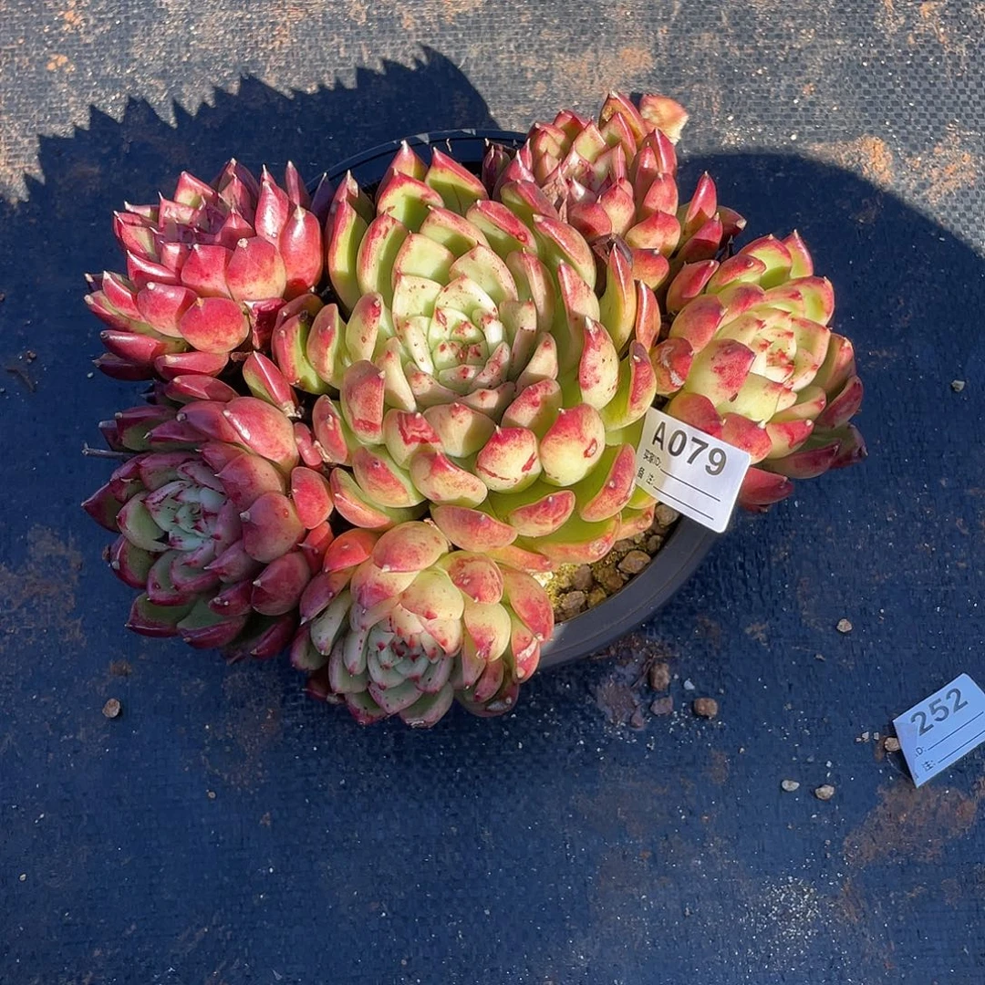 若如东云单拍A079