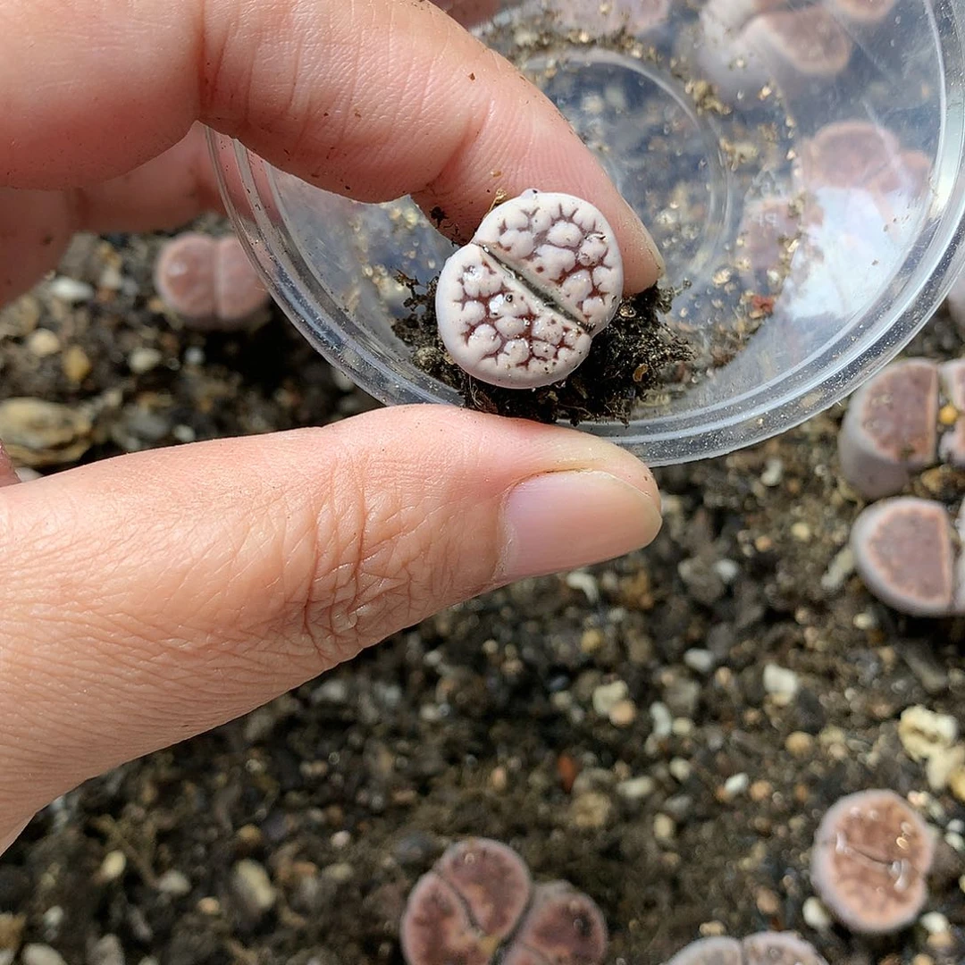 一**过Y277多肉植物保护研究所