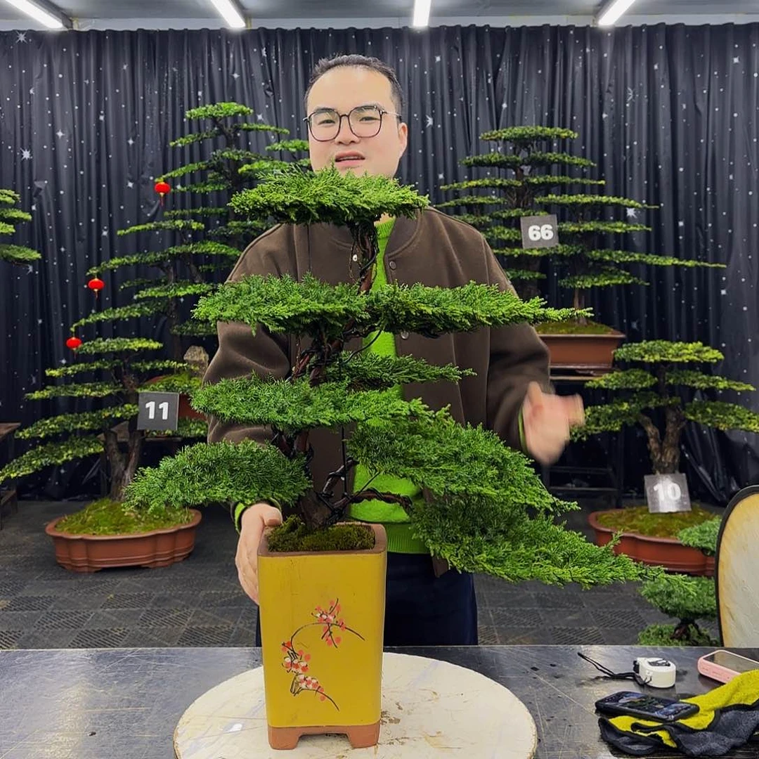 龙爪松高端造型盆景