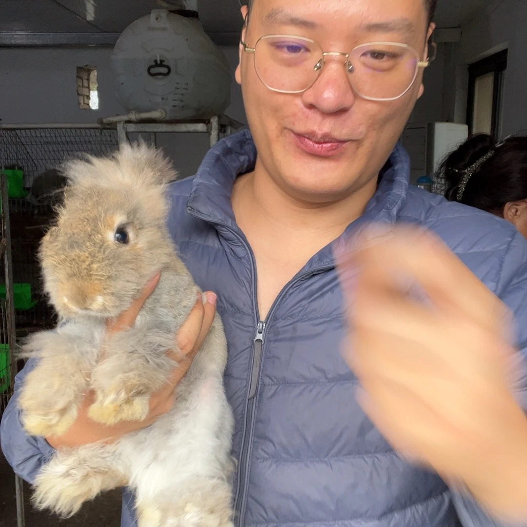 双血统英系安哥拉兔子