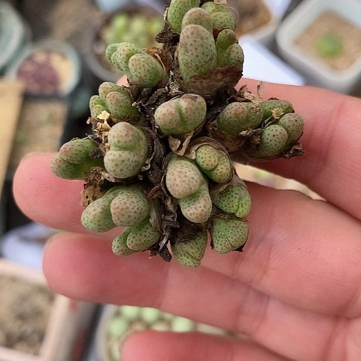 1720斑马一群955D
