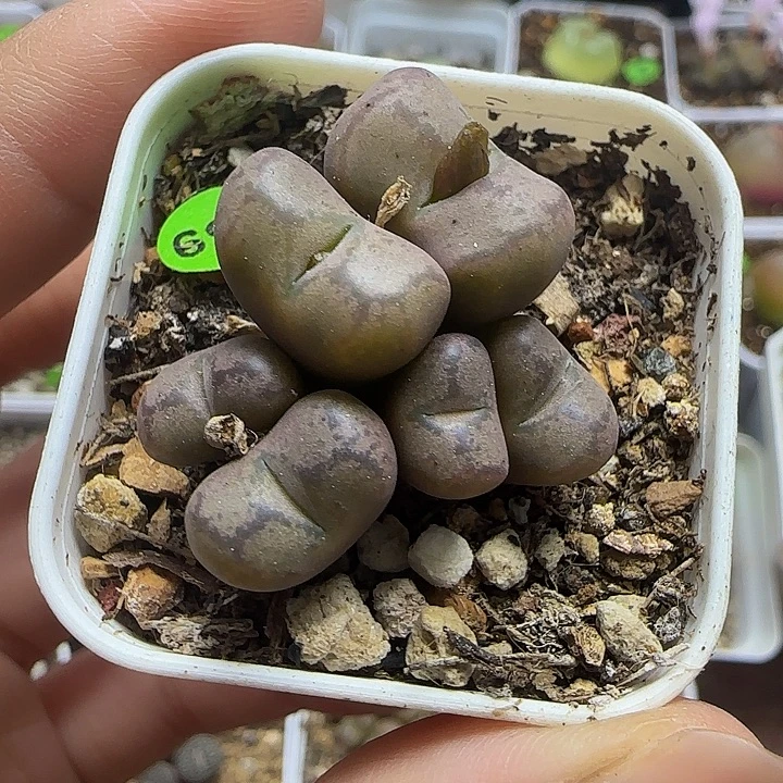 杂交6头多肉带盆159