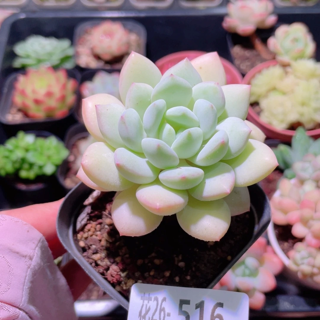 花利美26-516玉兔