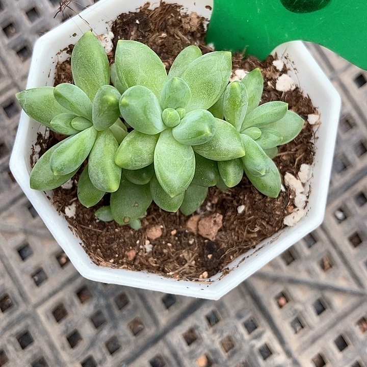 总****多肉植物阿蒂斯托916多肉
