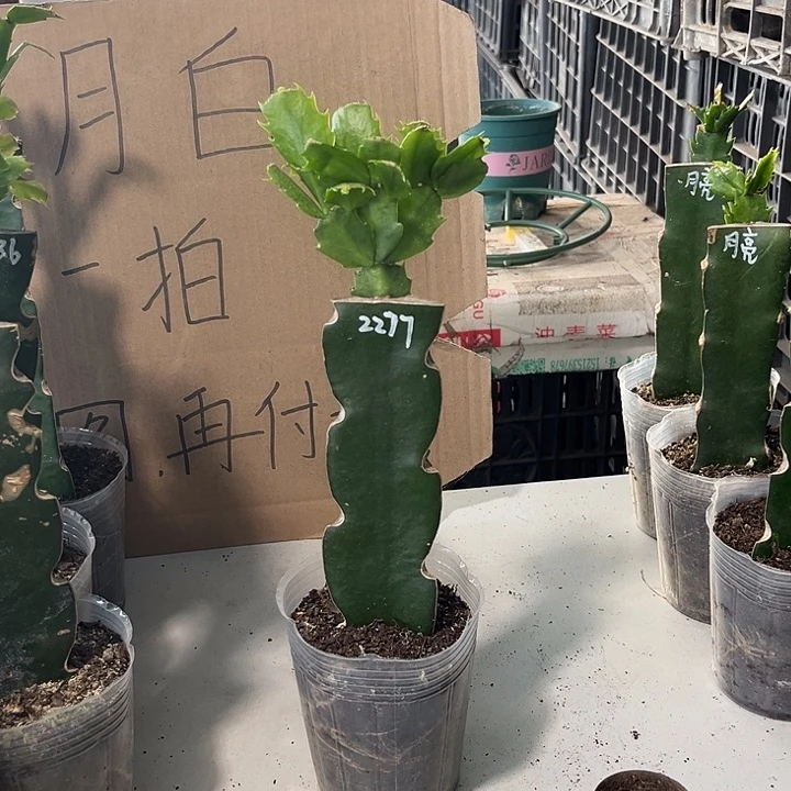 当前无花朵，栽培后可花朵2277