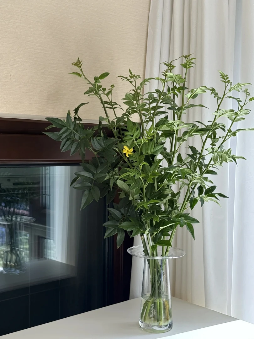 【九星叶两把】云南鲜花基地直发