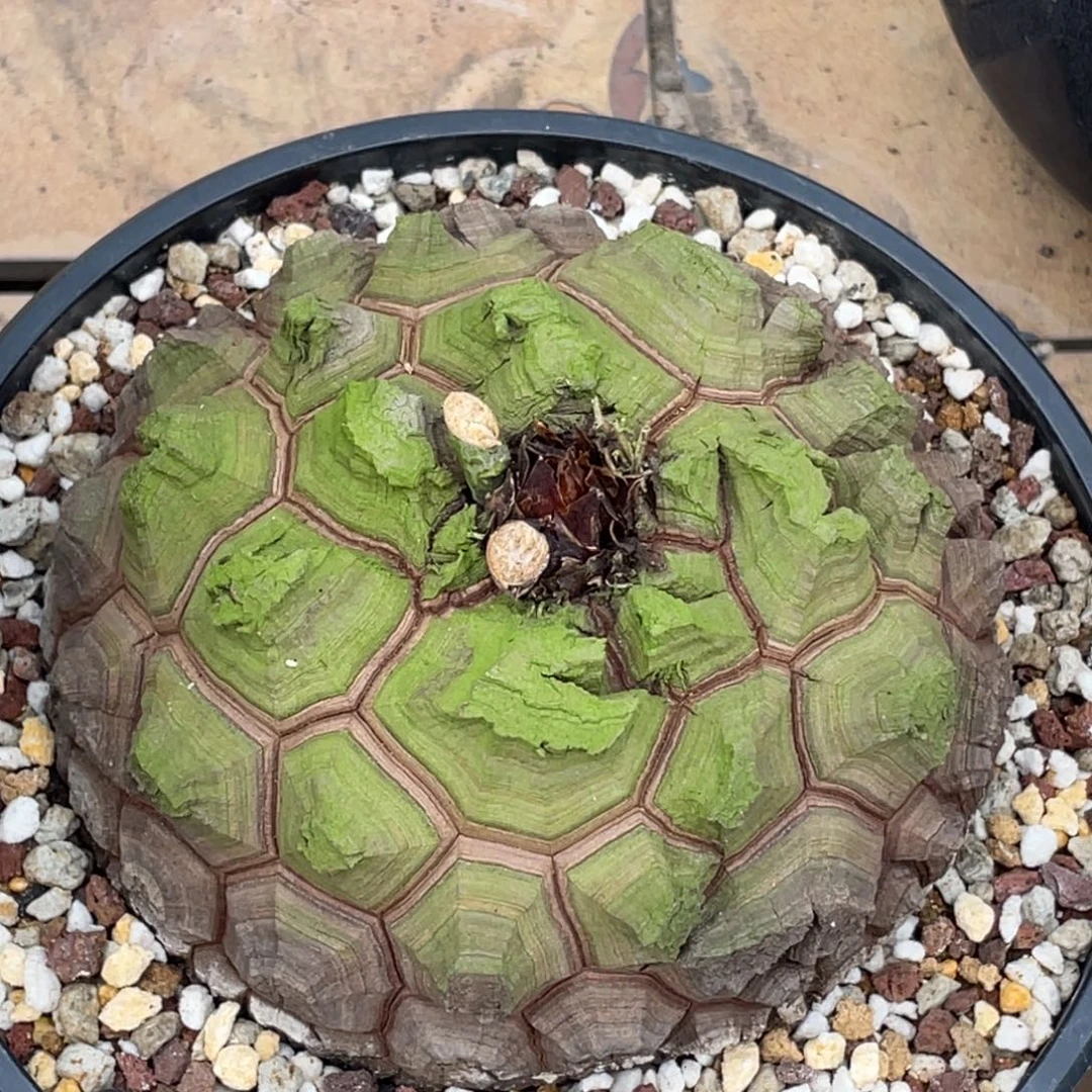 精品龟甲龙，一物一拍