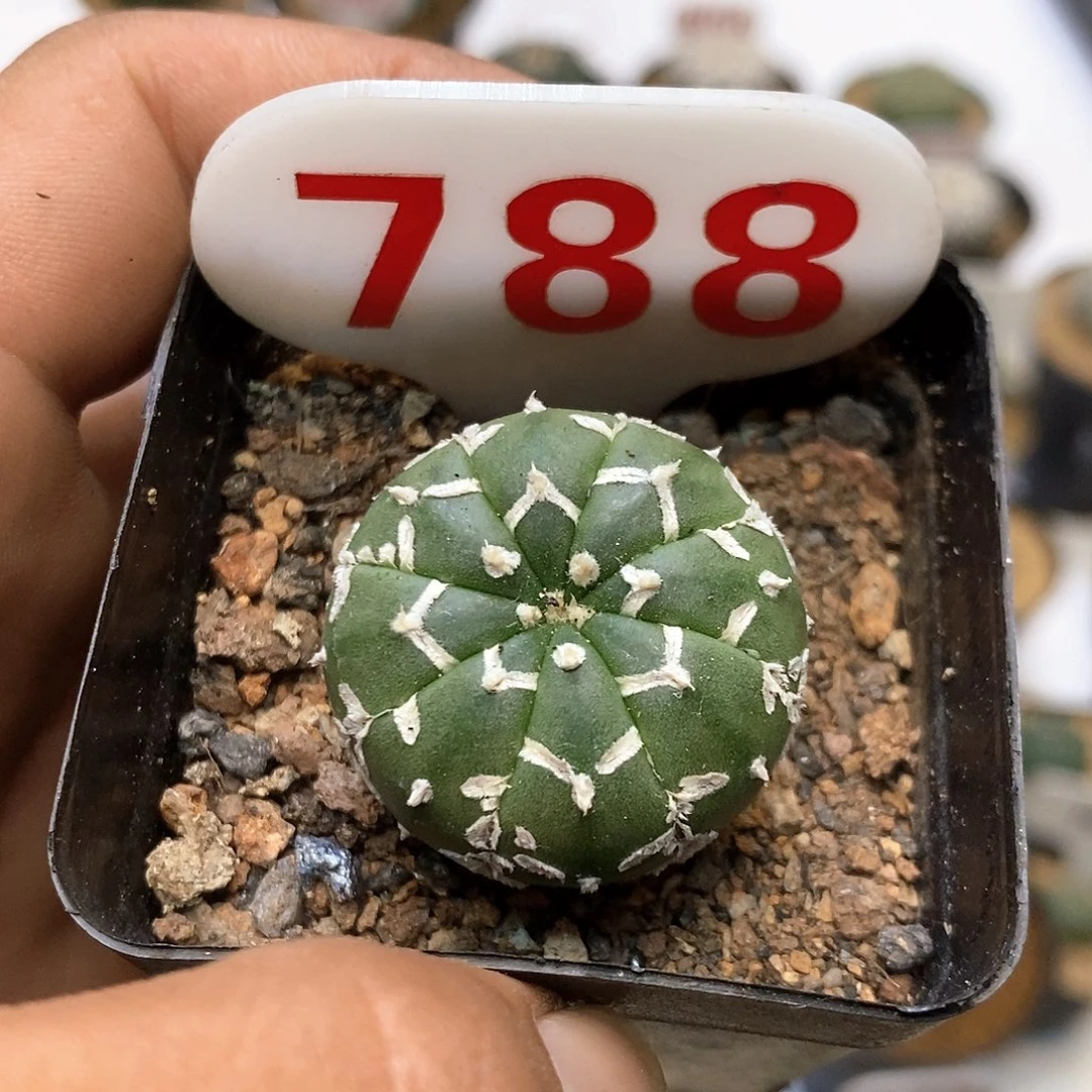 788琉璃v漏漏漏福利