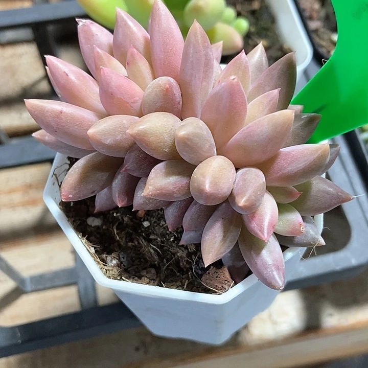 多肉植物红蜻蜓700