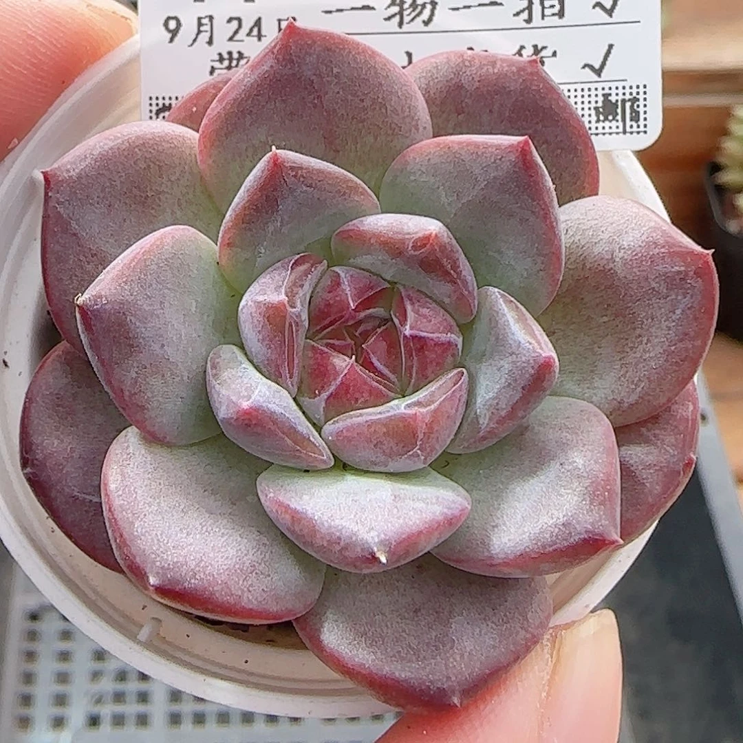 多肉0924--77琥珀天使珍妮