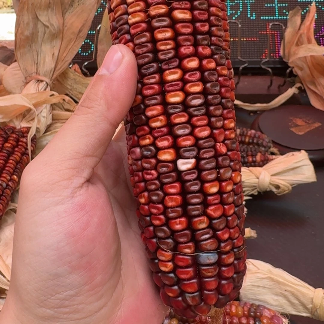 水***王柏香籽/百香籽吊坠