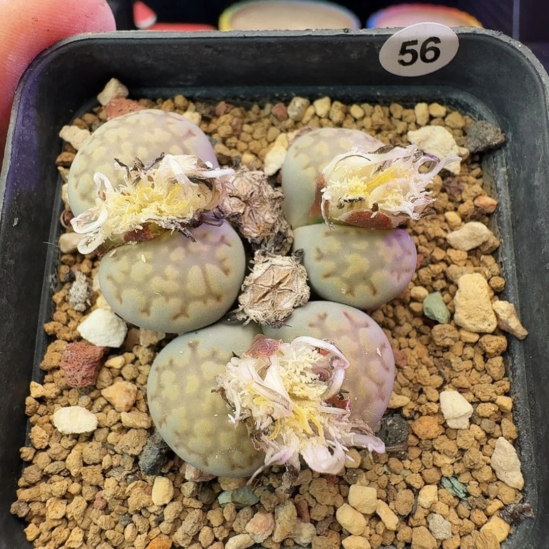 多肉植物福利生石花56