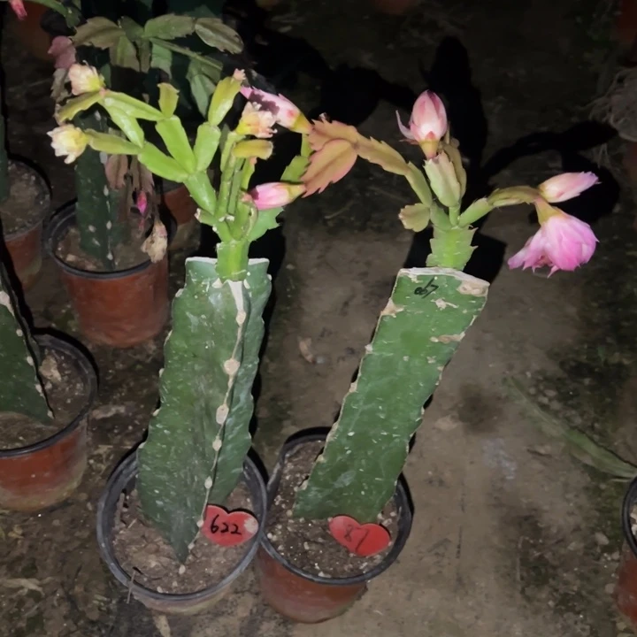 毛***毛当前无花栽培后可以开花045  622  067  87