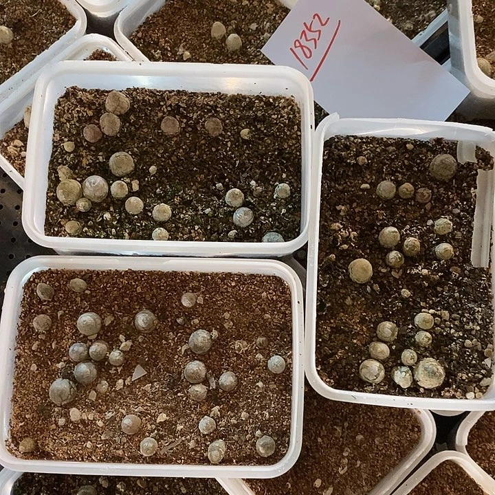 18352。   一组灯泡三盒。     带盆发货