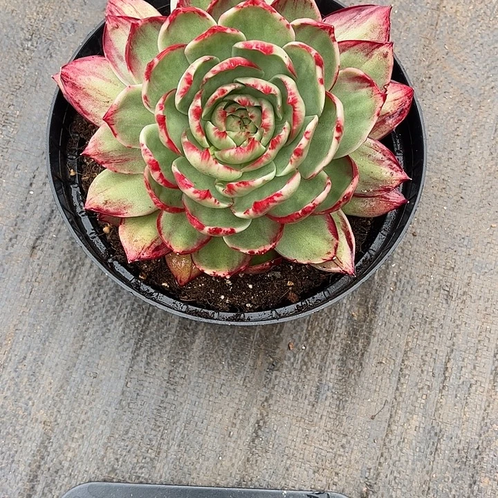 黎***我惊鸿仙子多肉植物100