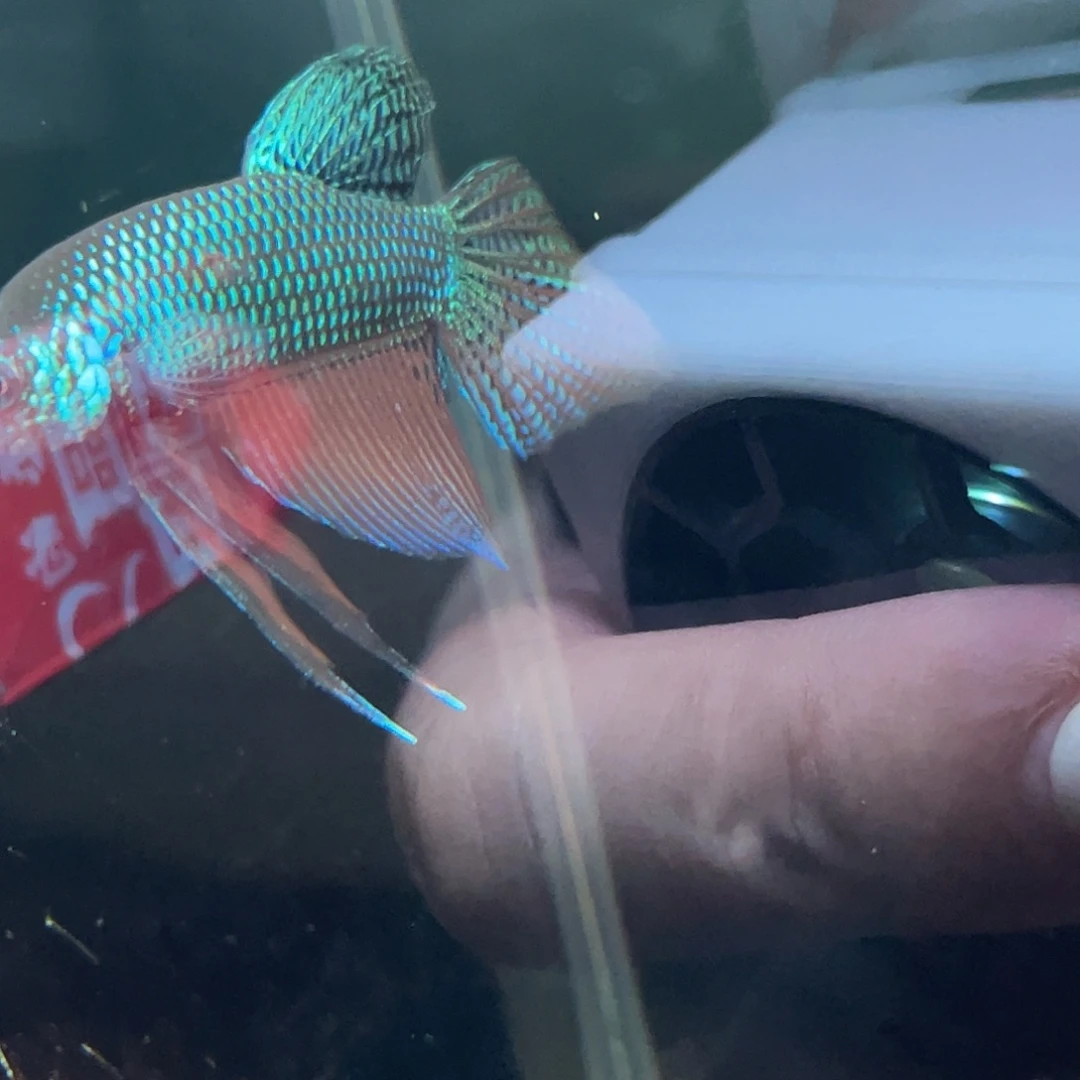 斗鱼35号吉他原斗公