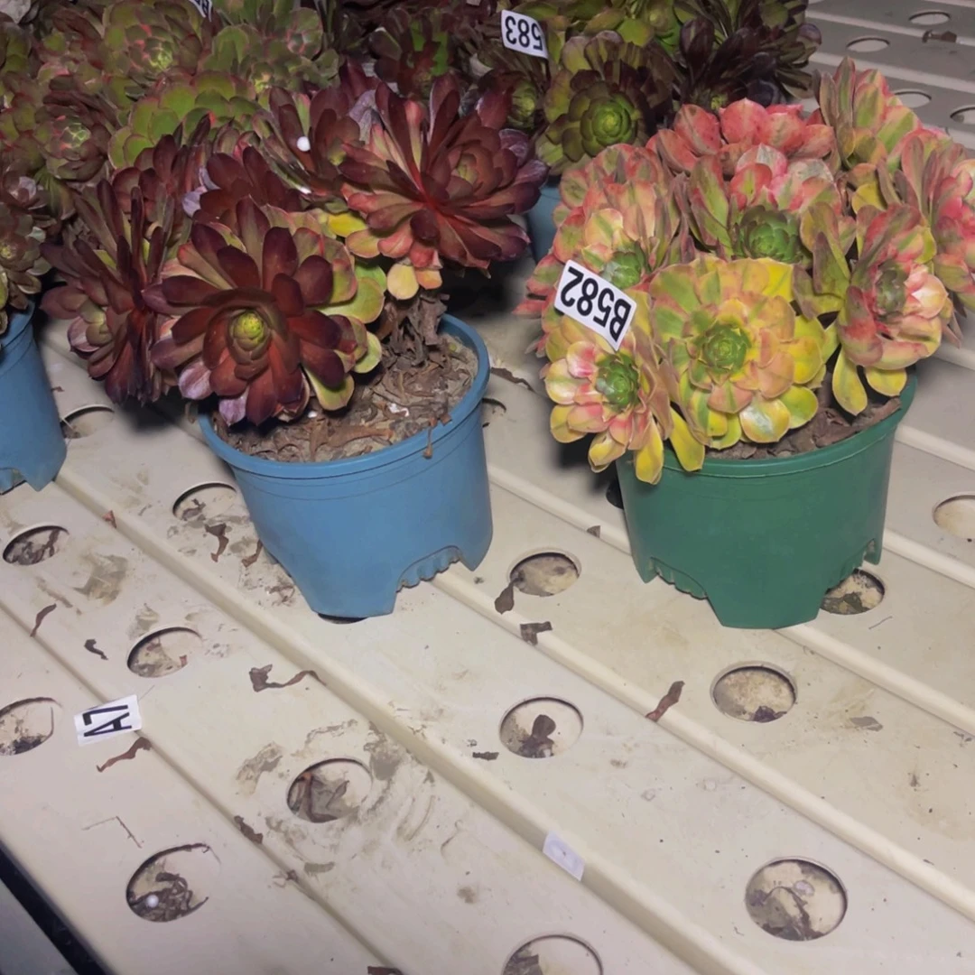 两盆法师7///5包邮