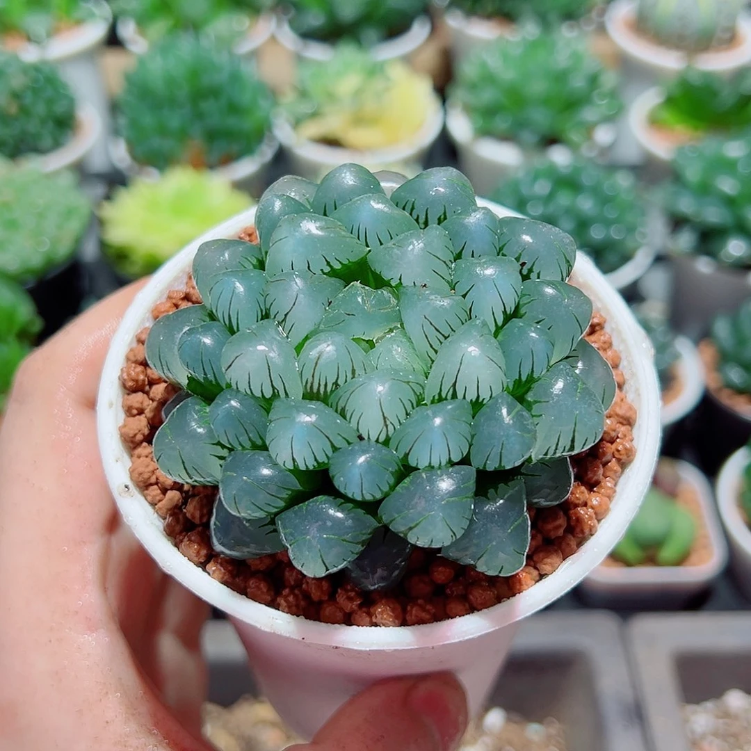 紫肌大冰灯万象盆多肉