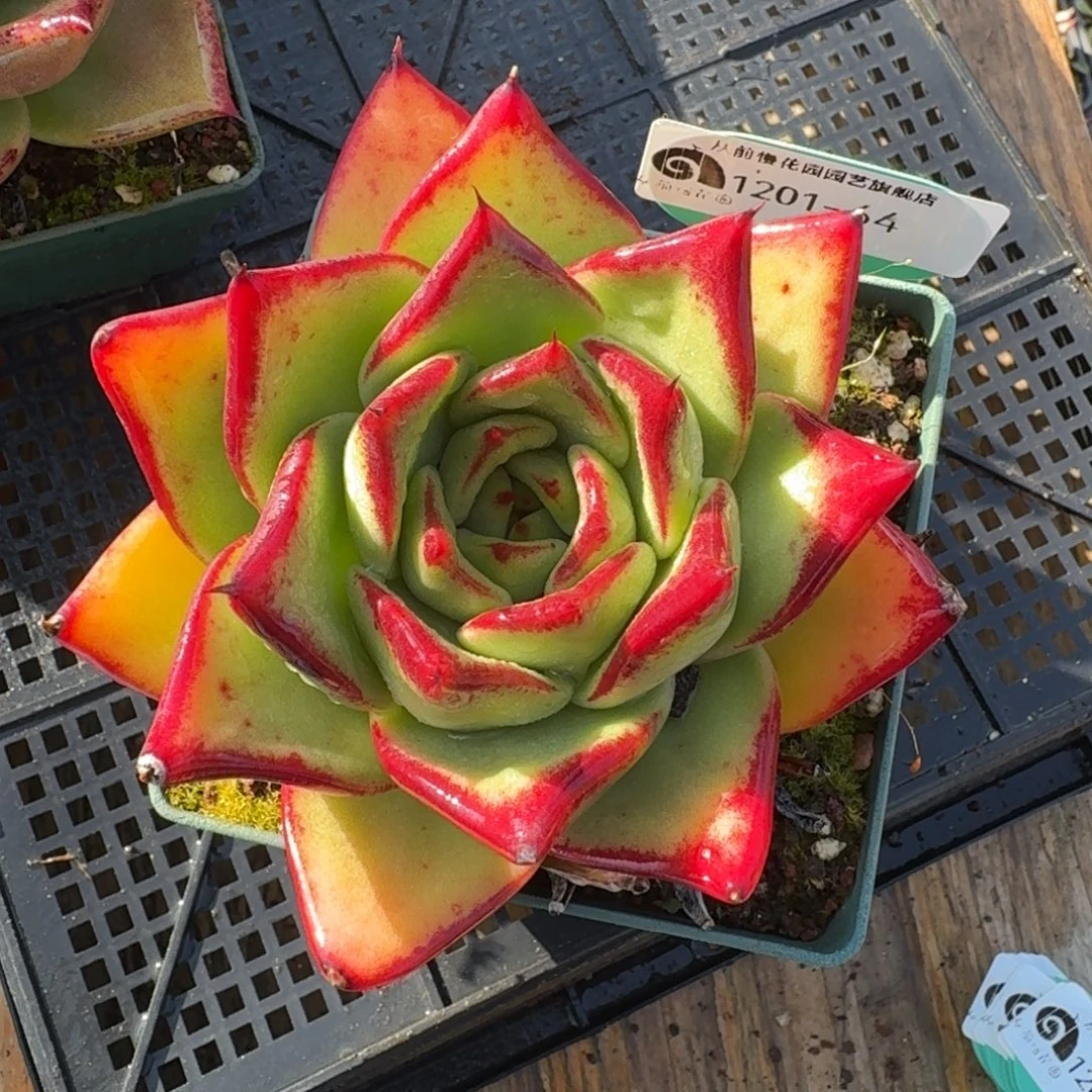 从前慢多肉精选编号1201.64