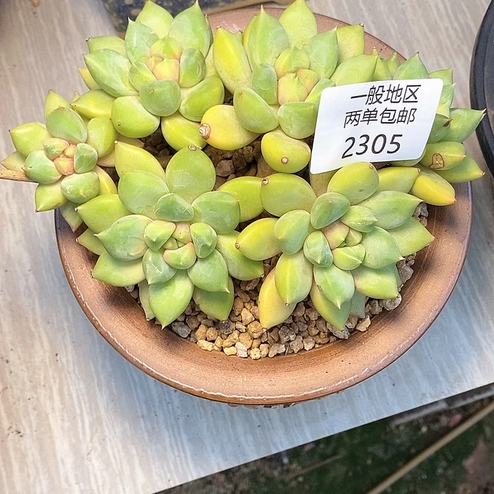 【闪购商品】@*六2305多肉植物盆栽