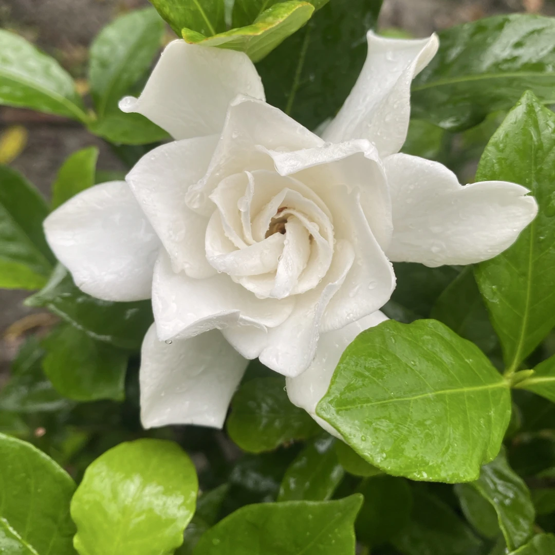 大叶牡丹栀子花棒棒糖（一物一拍）