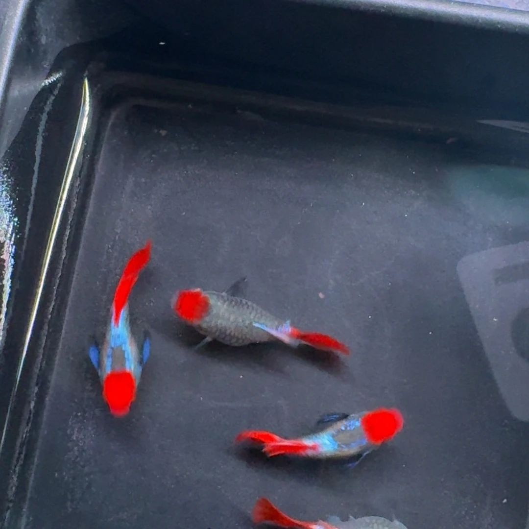 黑玛丽鱼585号红头象耳2对