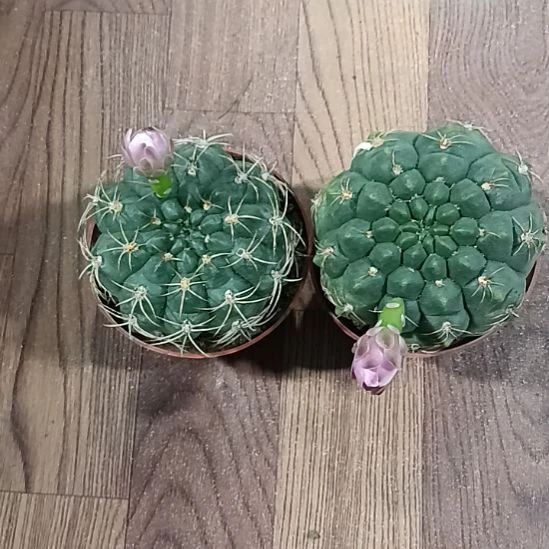 花花世界迷人眼球球好养