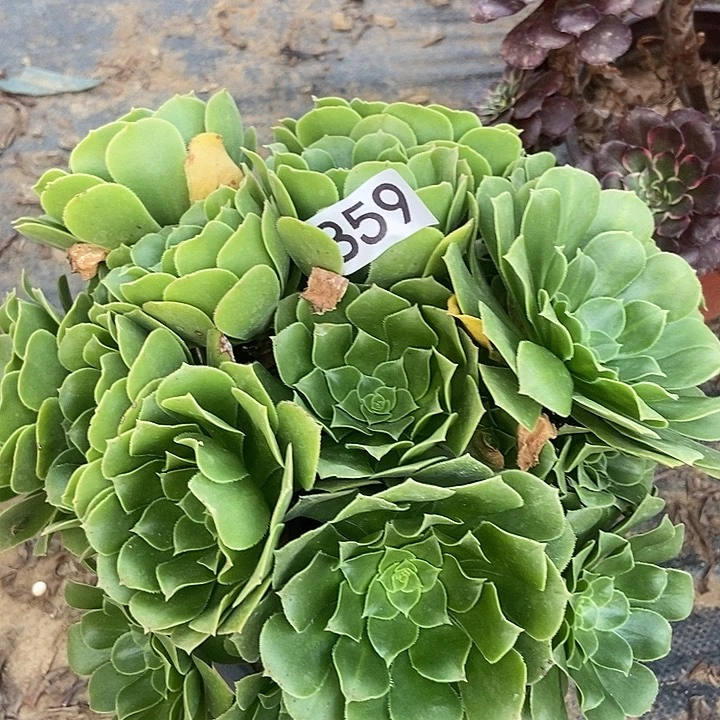 绿玫瑰859多肉不包断