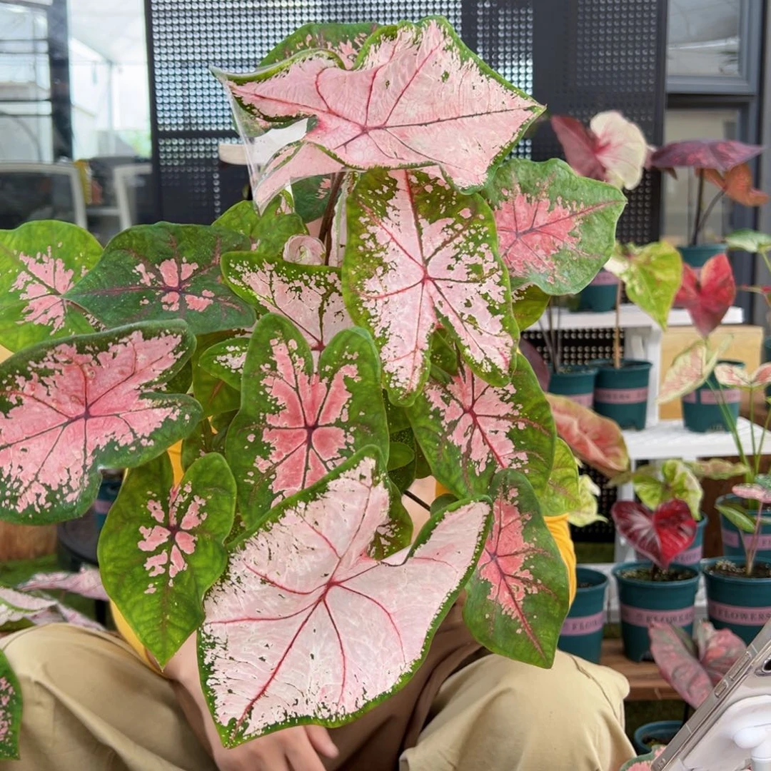 无花朵0018粉色飞溅