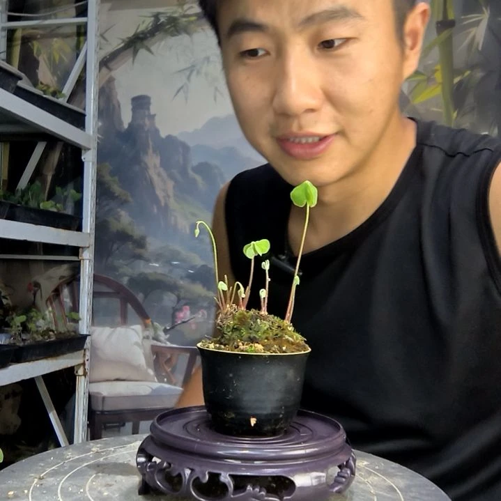 T*T中青园艺一物一拍252