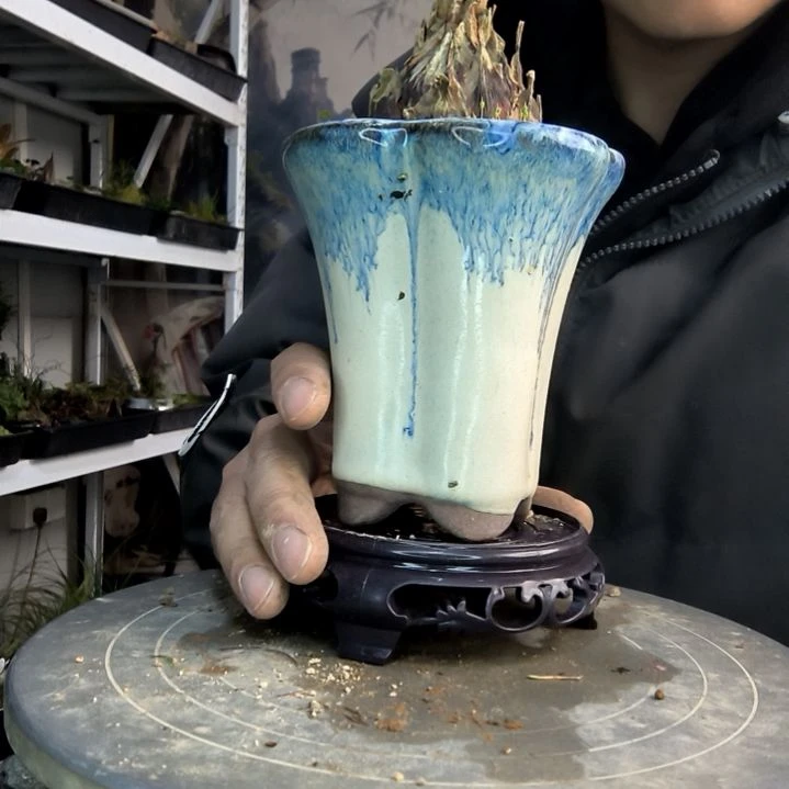 茹小盆景小植物一物一拍46