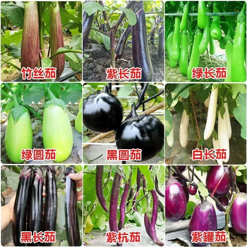 高产茄子秧苗紫长茄子苗黑长茄苗杭茄苗紫圆茄苗青茄苗白茄苗盆栽