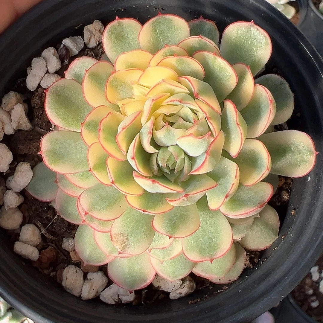 梦幻玫瑰锦 小方花圃一物一拍