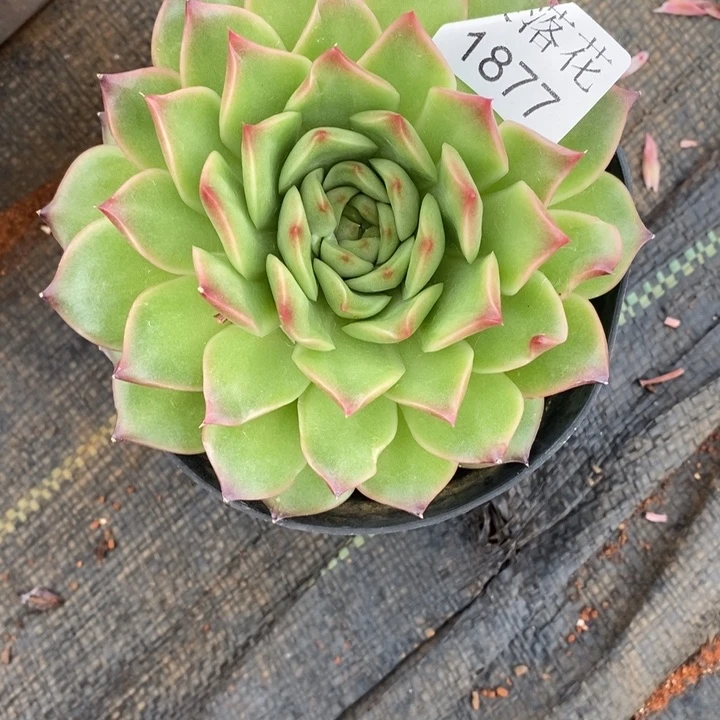 S***o精品多肉植物1877