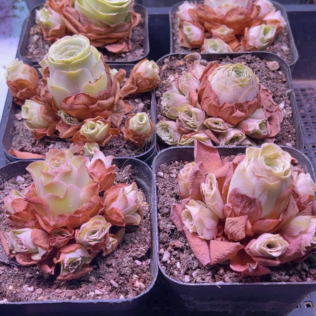 1158 山地玫瑰一物一拍无售后