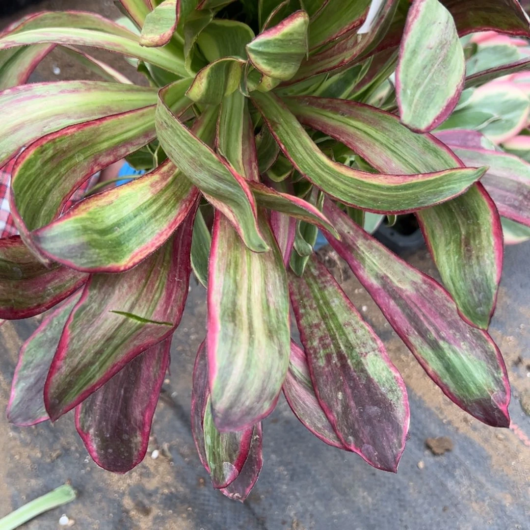 159紫燕多肉多肉多肉