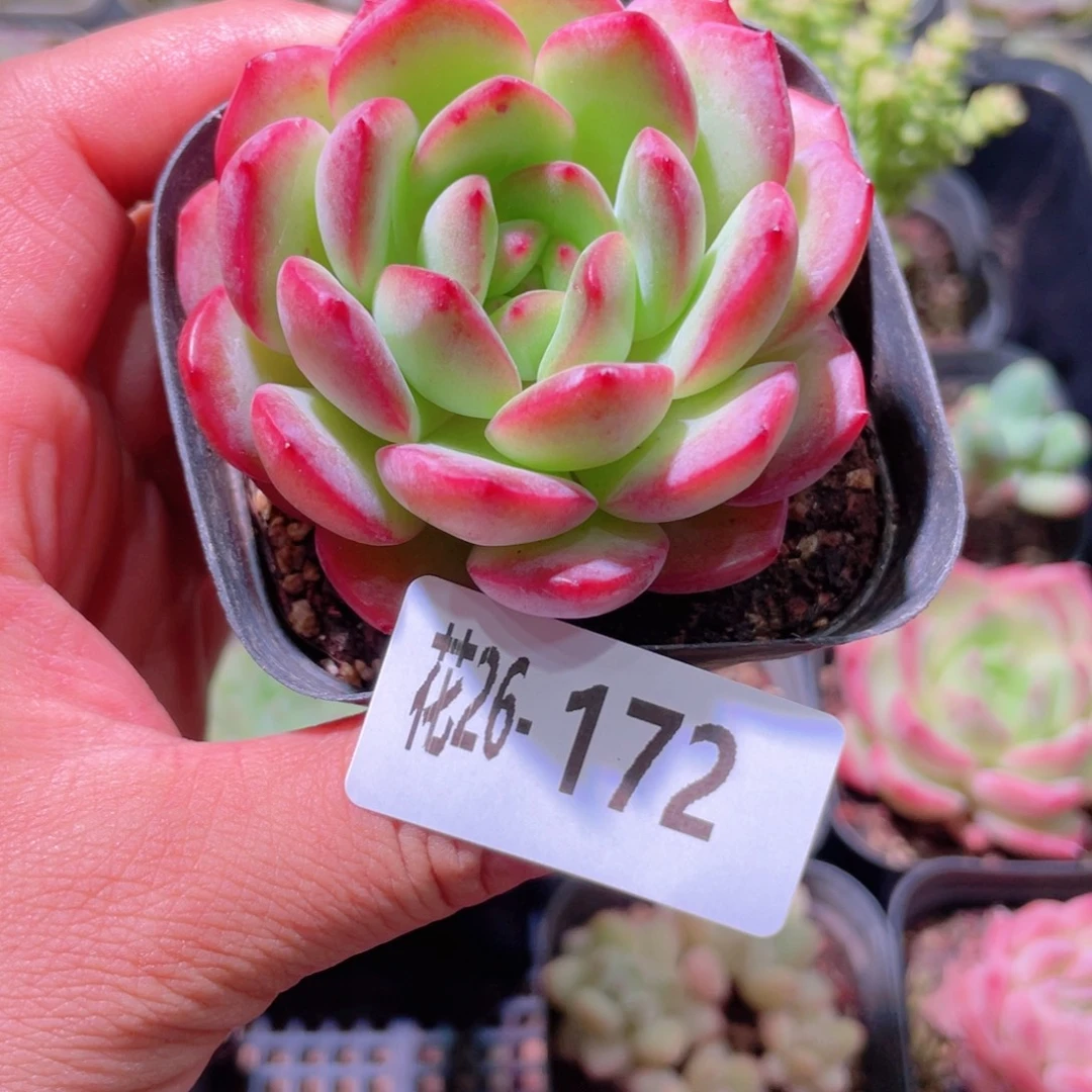 花利美26-172新品