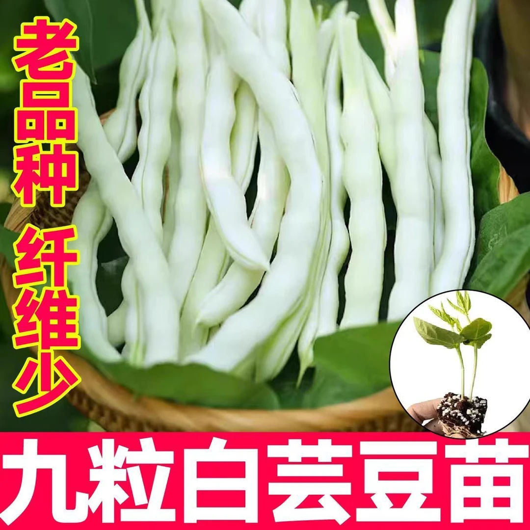 九粒白芸豆种子春秋豆摘不败白不老豆角种苗老来少豇豆种子孑高产