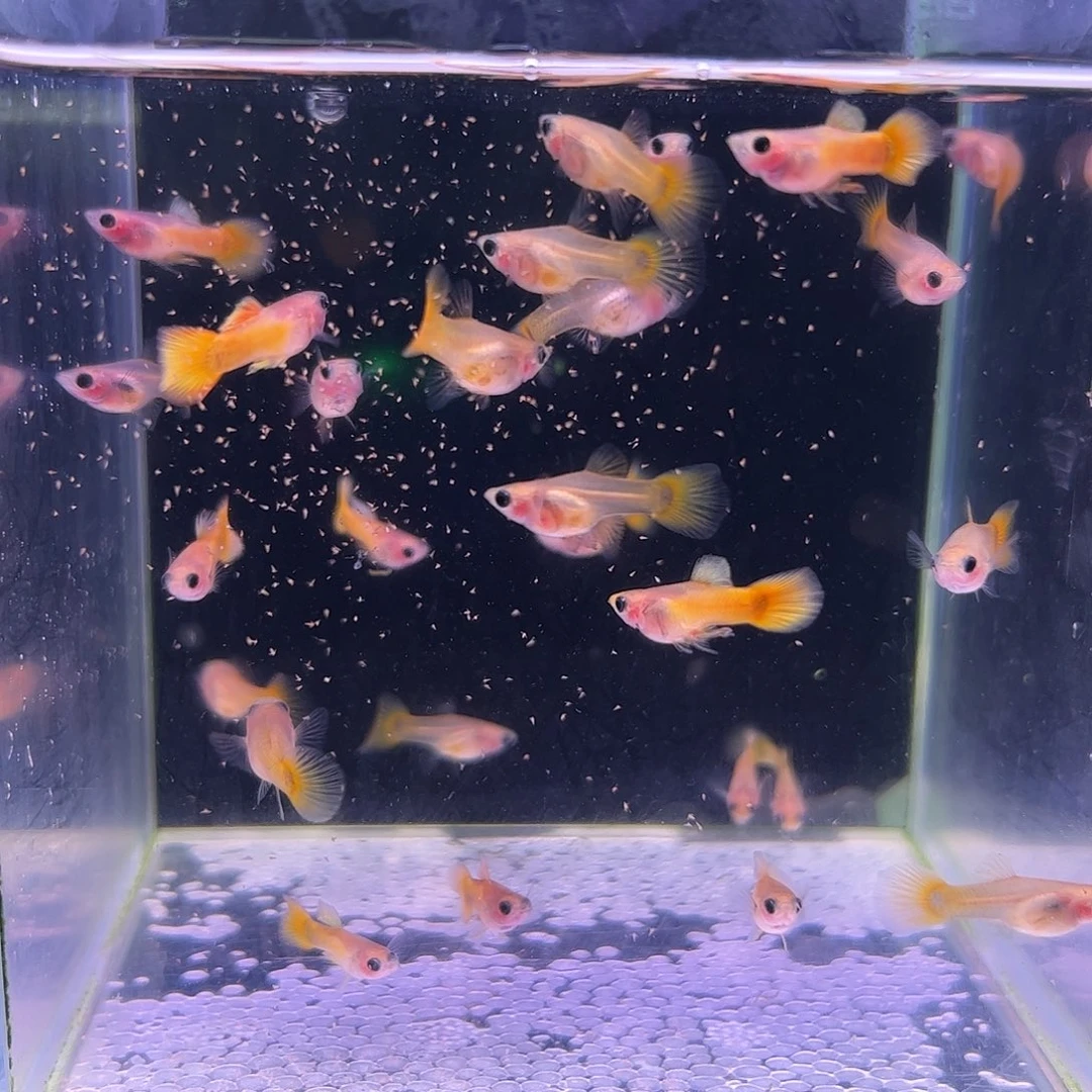 孔雀鱼黄金玻璃猫25条