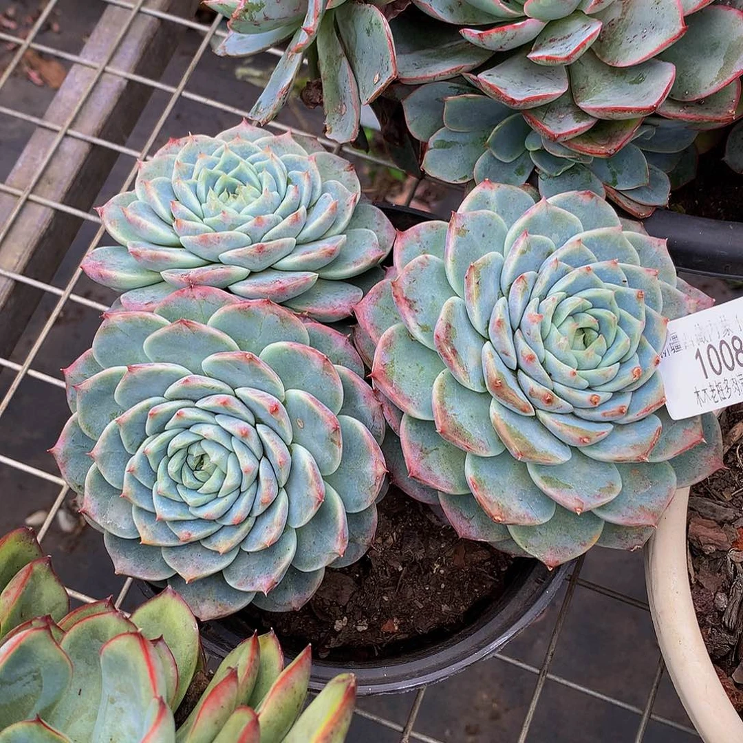 娘***呀       天鹅绒多肉10085