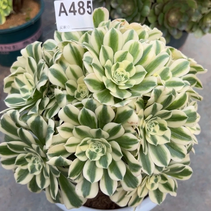 485迈巴赫朵朵22厘米左右