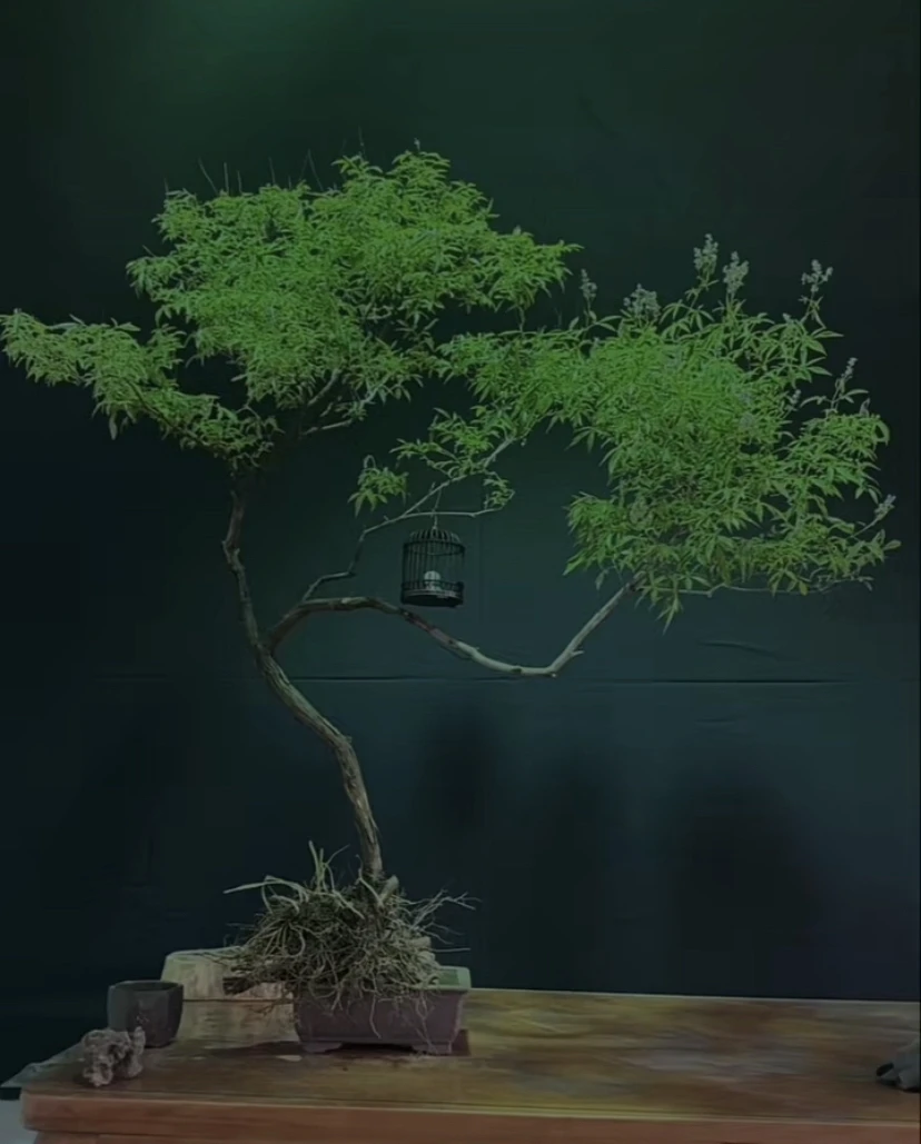 黄荆绿植直播间一物一拍链接