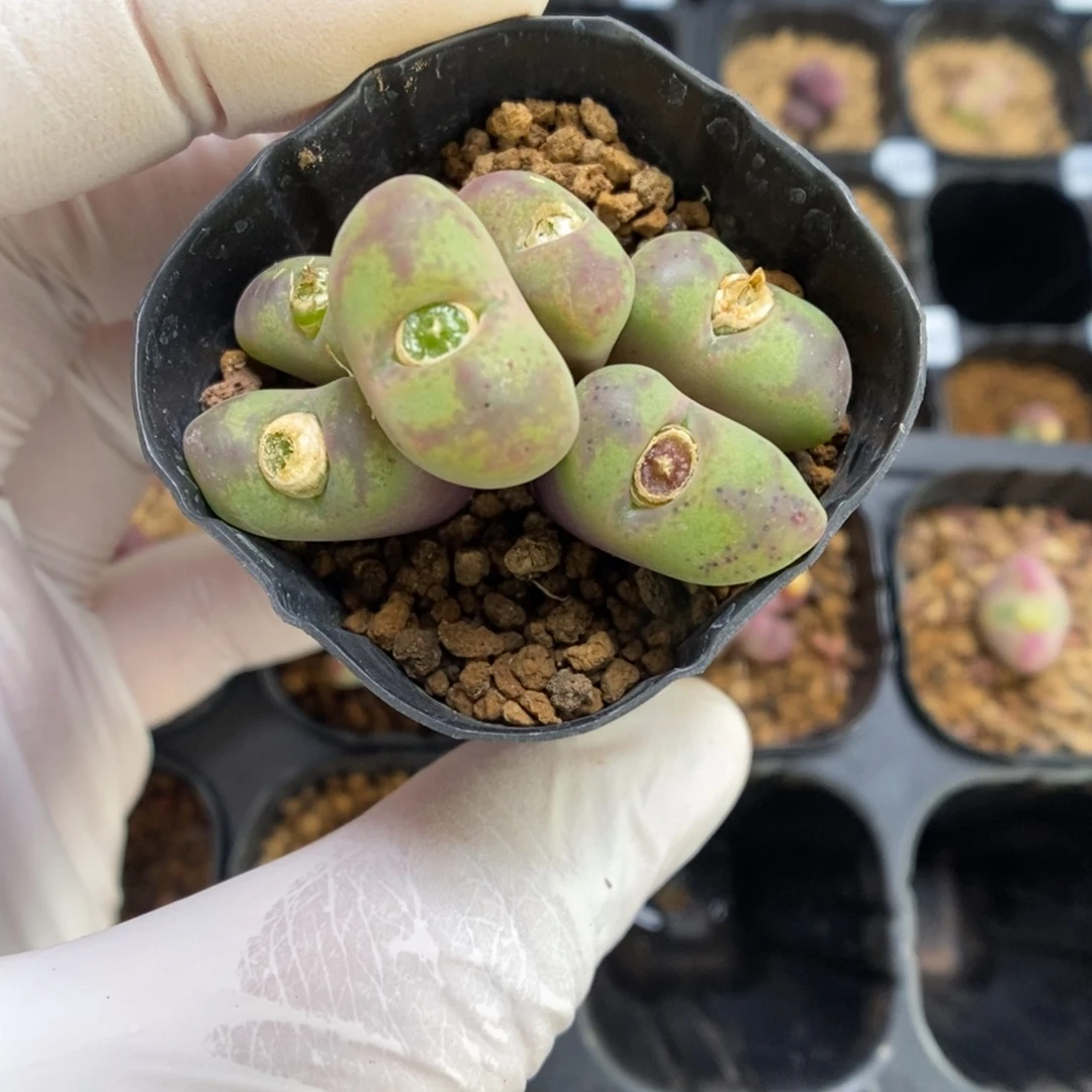 多肉植物肉锥杂交K-4723 下播