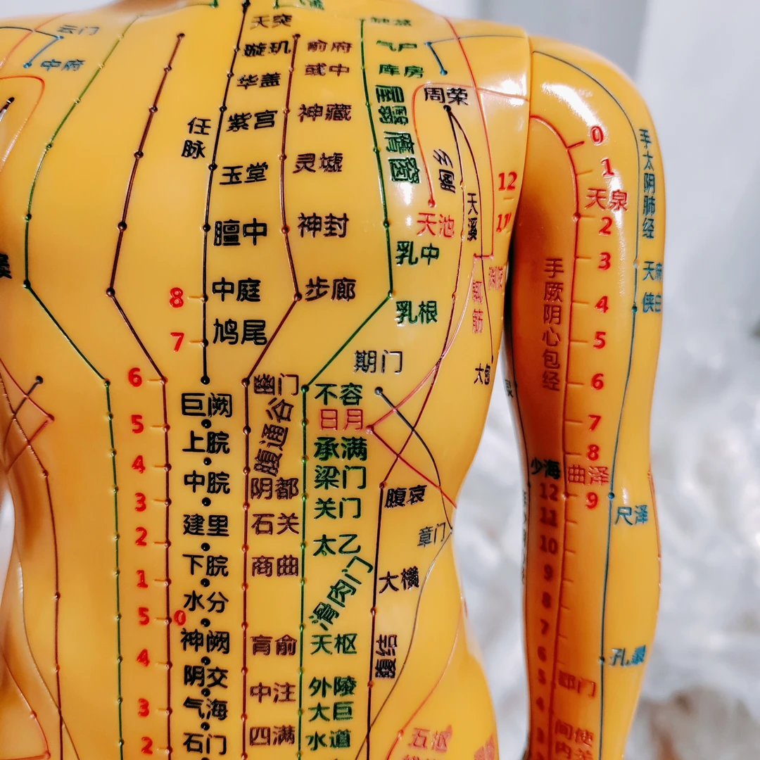 彩色人体经络穴位模型针灸穴位人体模型全身十二经络皮人练习模型